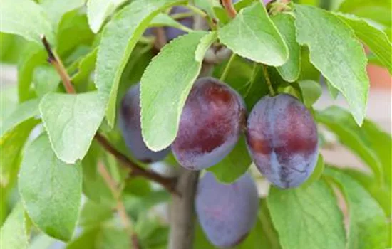 Prunus dom.'Hanita' -S- zert.