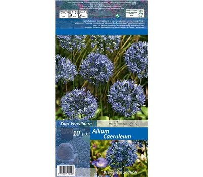 Blaublühender Lauch Blaublühender Lauch