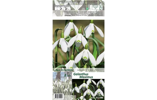 Schneeglöckchen 'Maximus'