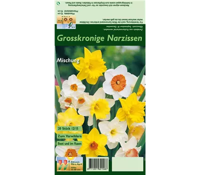 Großkronige Narzisse Großkronige Narzisse