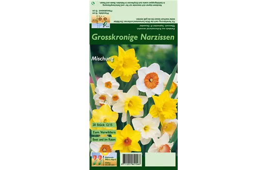 Großkronige Narzisse