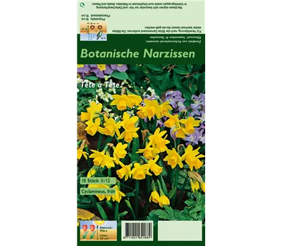 Alpenveilchenartige Garten-Narzisse 'Tête à Tête' Alpenveilchenartige Garten-Narzisse 'Tête à Tête'