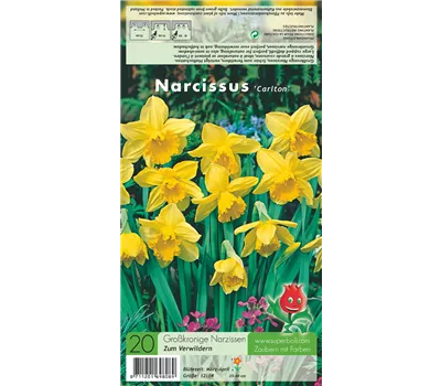 Großkronige Narzisse 'Carlton' Großkronige Narzisse 'Carlton'