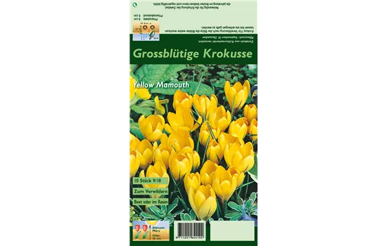 Frühlings-Krokus 'Yellow Mammoth'