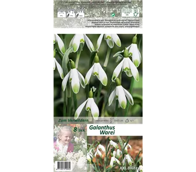 Schneeglöckchen 'Warei'
