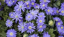 Anemone blanda