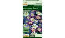 Anemone blanda