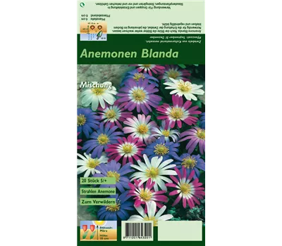 Strahlen-Windröschen Strahlen-Windröschen