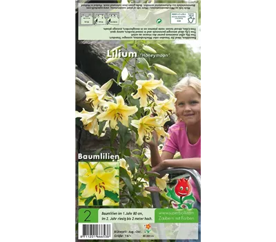 Baumlilie 'Honeymoon' Baumlilie 'Honeymoon'