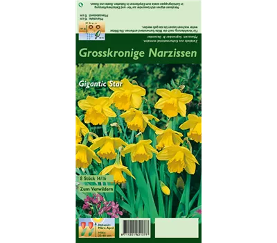 Großkronige Narzisse 'Gigantic Star' Großkronige Narzisse 'Gigantic Star'
