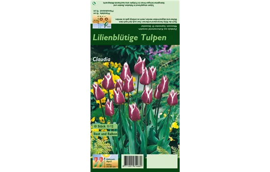 Lilienblütige Tulpe 'Claudia'