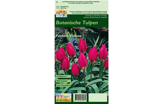 Wildtulpe 'Violacea'