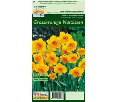 Großkronige Narzisse 'Juanita' Großkronige Narzisse 'Juanita'