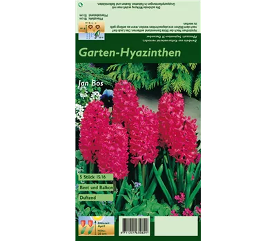 Hyazinthe 'Jan Bos'