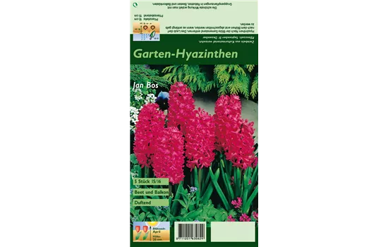 Hyazinthe 'Jan Bos'