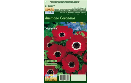 Garten-Anemone 'De Caen Hollandia'