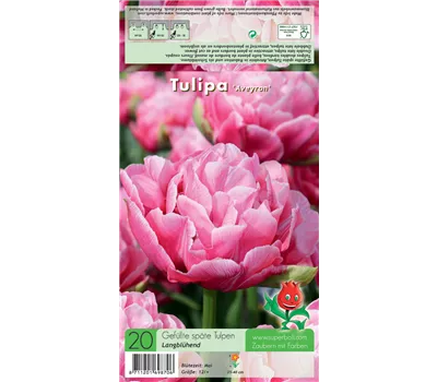 Gefüllte frühe Tulpe 'Aveyron' Gefüllte frühe Tulpe 'Aveyron'