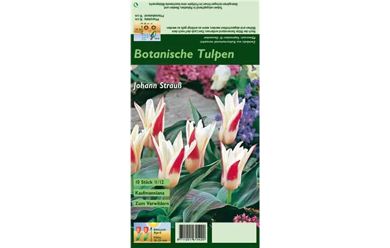 Tulpe 'Johann Strauss'
