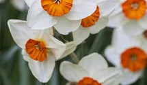 Narcissus tazetta 'Geranium'