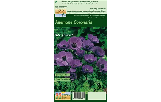 Garten-Anemone 'De Caen Mr. Fokker'