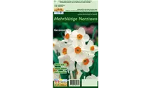 Narcissus tazetta 'Geranium'