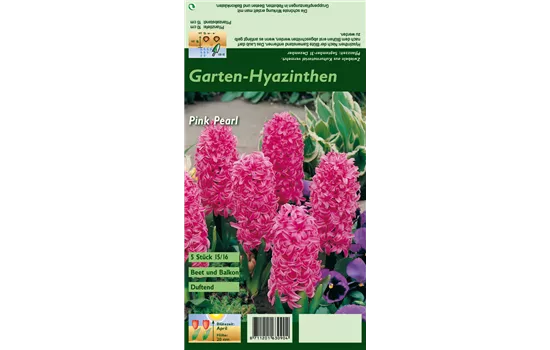 Hyazinthe 'Pink Pearl'