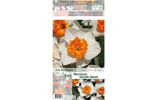 Narzisse 'Gentle Giant'