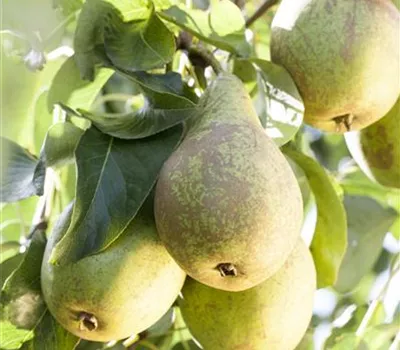 Pyrus com.'Conference Typ 202' CAC