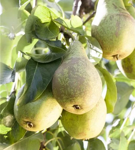 Pyrus com.'Conference Typ 202' CAC