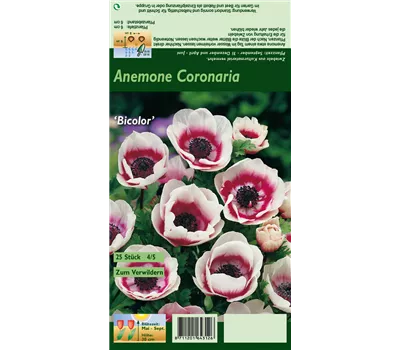 Kronen-Anemone 'De Caen Bicolor' Kronen-Anemone 'De Caen Bicolor'