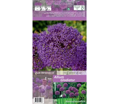 Garten-Kugel-Lauch 'Gladiator' Garten-Kugel-Lauch 'Gladiator'