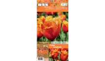 Blumenzwiebel Set 'Orange King'