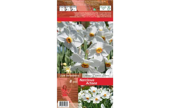 Garten-Dichter-Narzisse 'Actaea'