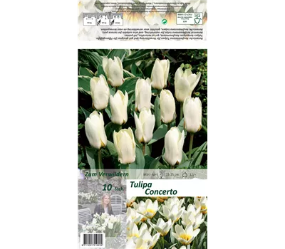 Foster-Tulpe 'Concerto' Foster-Tulpe 'Concerto'