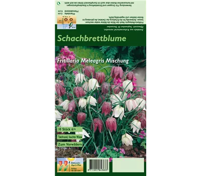 Gewöhnliche Schachblume