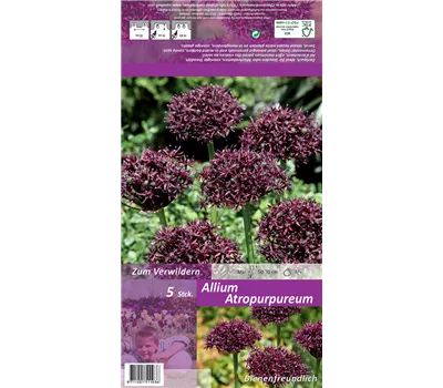 Purpurblütiger Lauch Purpurblütiger Lauch