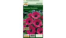 Blumenzwiebel Set 'Pink Paradies'