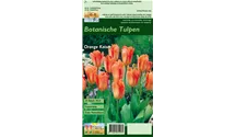 Blumenzwiebel Set 'Orange King'