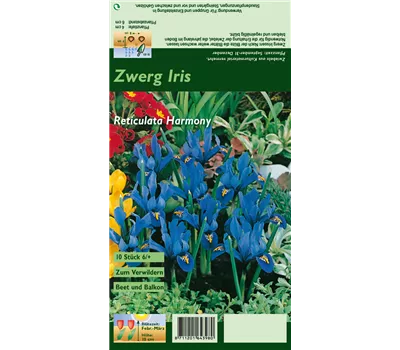 Zwerg-Iris 'Harmony' Zwerg-Iris 'Harmony'