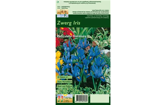 Zwerg-Iris 'Harmony' Zwerg-Iris 'Harmony'