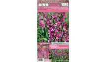 Blumenzwiebel Set 'Pink Paradies'
