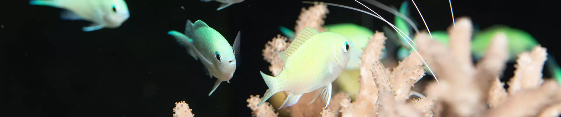 Grünes Schwalbenschwänzchen