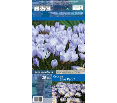 Kleiner Garten-Krokus 'Blue Pearl'