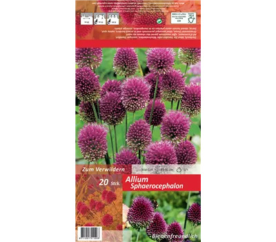Kugelkopfiger Lauch Kugelkopfiger Lauch