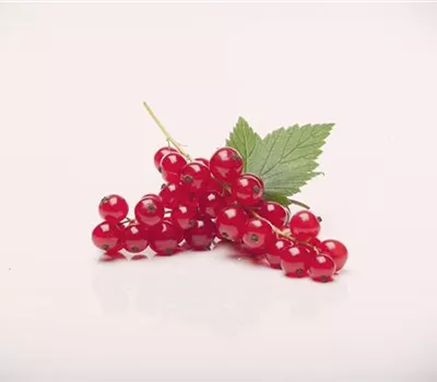 Ribes rubrum 'Rovada' CAC II Ribes rubrum 'Rovada' CAC II