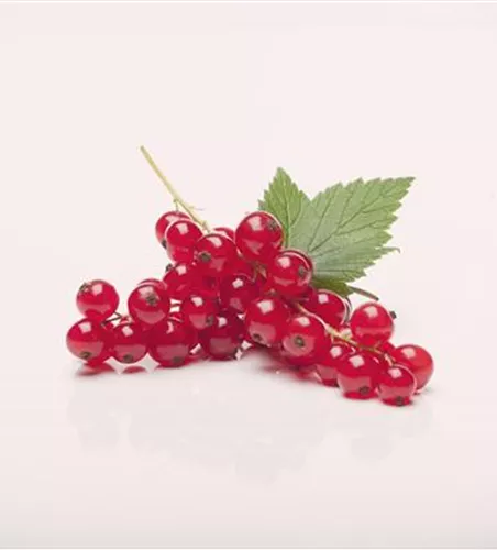 Ribes rubrum 'Rovada' CAC II