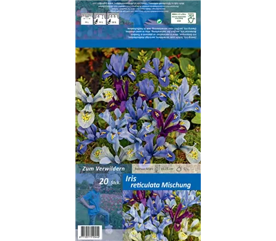 Zwiebel-Schwertlilie Zwiebel-Schwertlilie