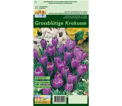 Frühlings-Krokus 'Grand Maitre'