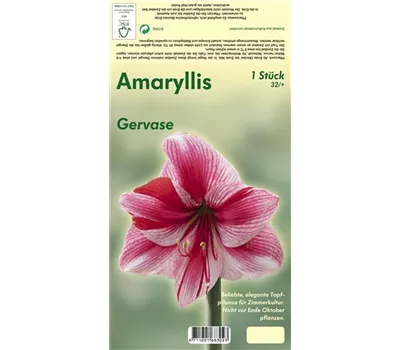 Ritterstern 'Gervase'