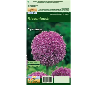 Riesenlauch Riesenlauch